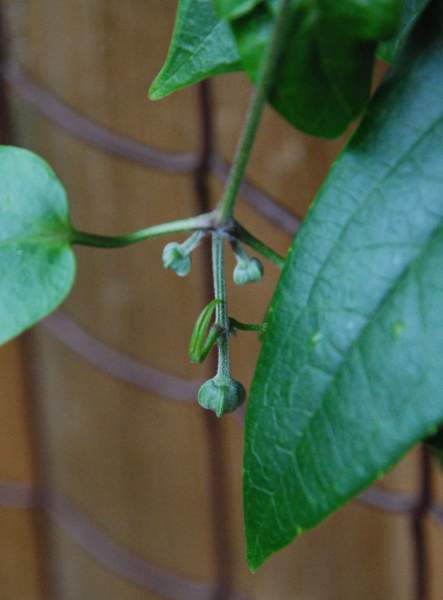 Snow Bells Flower